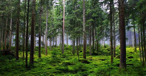 A Guide to the Different Forest Types Found in India - Wildlife ...