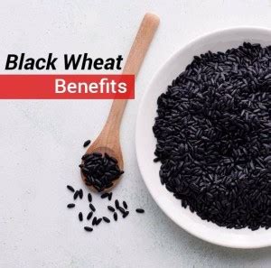 DIOART ™ GBPUAT-299 Black Wheat Grass Seeds for sprouting Humans and ...
