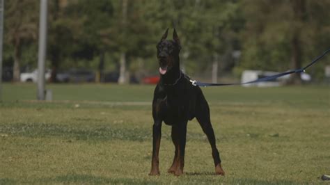 Doberman Pinscher Bite Force Top Dog Breeds With Strongest Bite Force