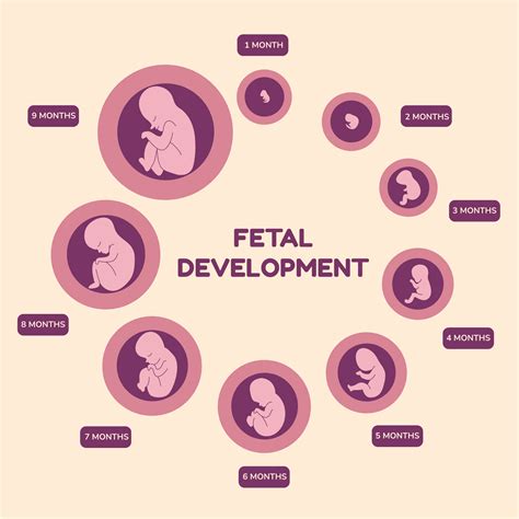 Pregnancy Life Cycle - Annaihospital