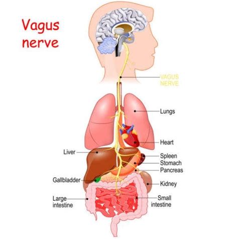 Image result for Vagus Nerve Function