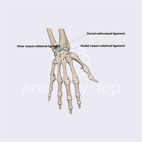 Wrist Dorsal Ligaments