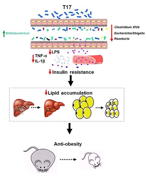 Weight-Reducing Effect of Lactobacillus Plantarum ZJUFT17 Isolated from ...