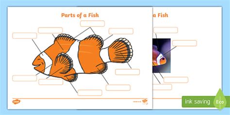 Fish Drawing with Labels (Under the Sea) Labelling Activity