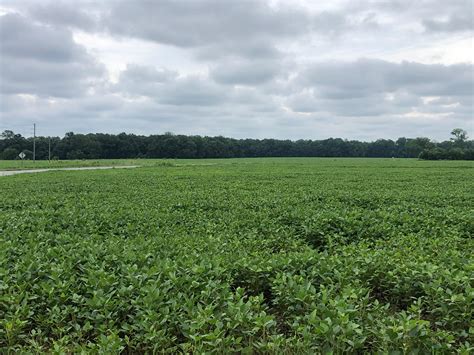 4710 North Carolina 91, Walstonburg, NC 27888 | LandWatch