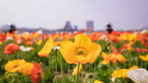 Background for Travel 的图像结果