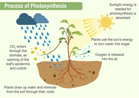Rezultat imagine pentru What Is Process