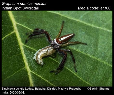 Graphium nomius | Butterfly