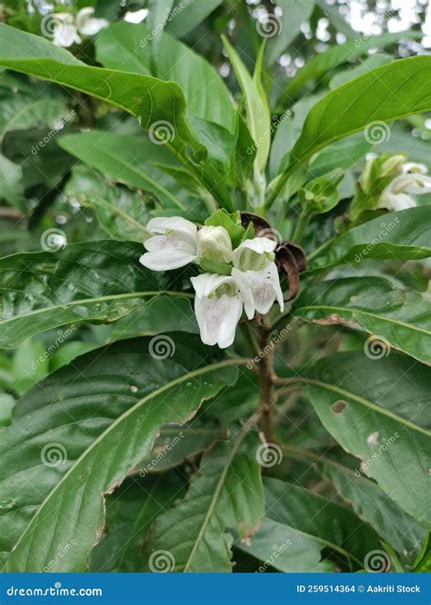 Adulsa Plant Also Called Malabar Nut. Justicia Adhatoda, Commonly Known in English As Malabar ...