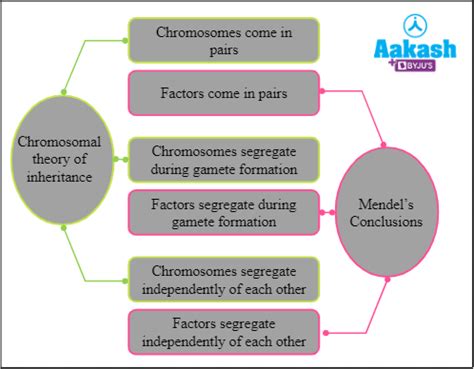 Sutton and Boveri Conclusion of Experiments, Hypothesis | AESL