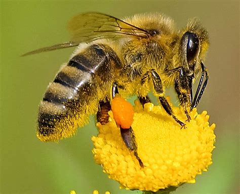 Exploring The Anatomy Of A Bee - Beekeeping 101