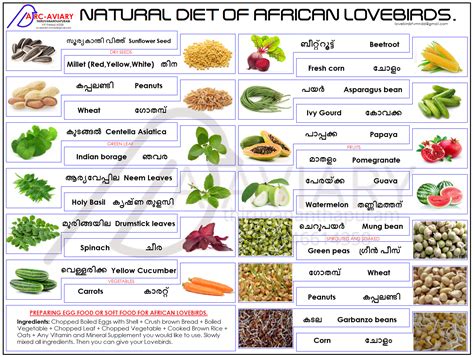 Lovebirds Food Diet | African lovebirds, Natural diet, Parrot diet