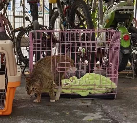 皇家宠物食品支持流浪猫绝育之——详情及申请（请跟帖） - 『医疗与救助』 - 熙熙森林·广州猫 - Powered by Discuz!