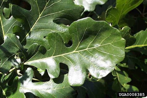 Arkansas Tree Database - Bur Oak