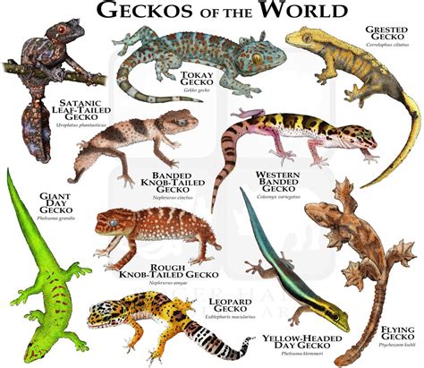 Buy Geckos of the World Poster Print SIGNED BY ARTIST Online in India ...