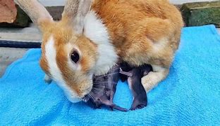 Image result for Baby Rabbits Pets