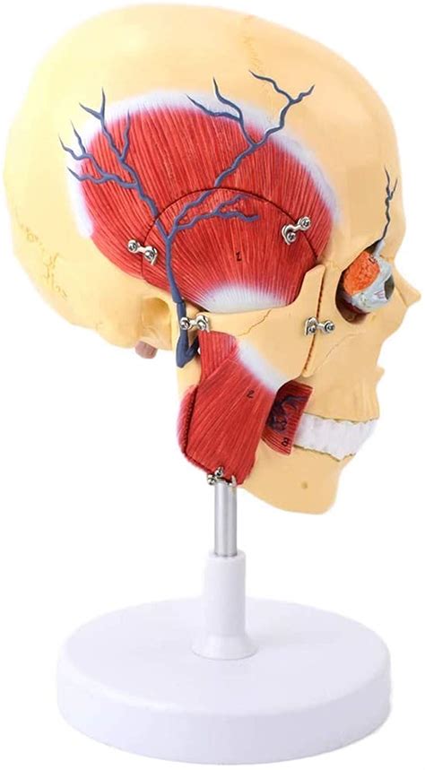 Human Masticatory Muscle Model Human Skull Brain Model Jaw Facial ...