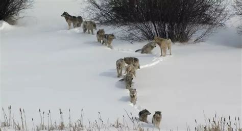 Image result for How Wolves Saved Yellowstone