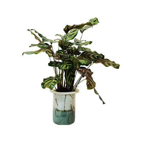 Hydro Calathea / Water Calathea - Live Plant (Home & Garden) – Hug A Plant
