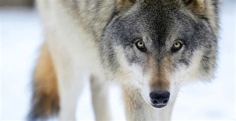 The wolf: one of the most misunderstood creatures