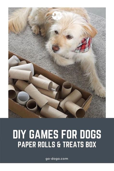 Image result for Homemade Interactive Games for Dogs