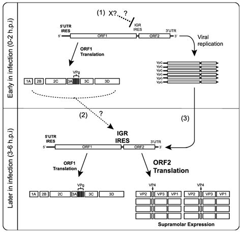 Temporal Regulation of Distinct Internal Ribosome Entry Sites of the ...