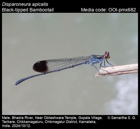 Disparoneura apicalis Fraser, 1924 - Black-tipped Bambootail | Odonata