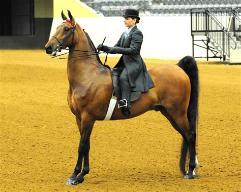 Northern California American Saddlebred Horse Association at Kai Chuter ...