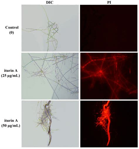 Iturin A Strongly Inhibits the Growth and T-2 Toxin Synthesis of ...