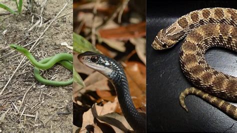 Non-venomous snakes species in the world; know their physical features ...