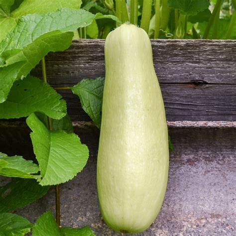 Buy Organic BOTTLE GOURD in mumbai | Zama Organics