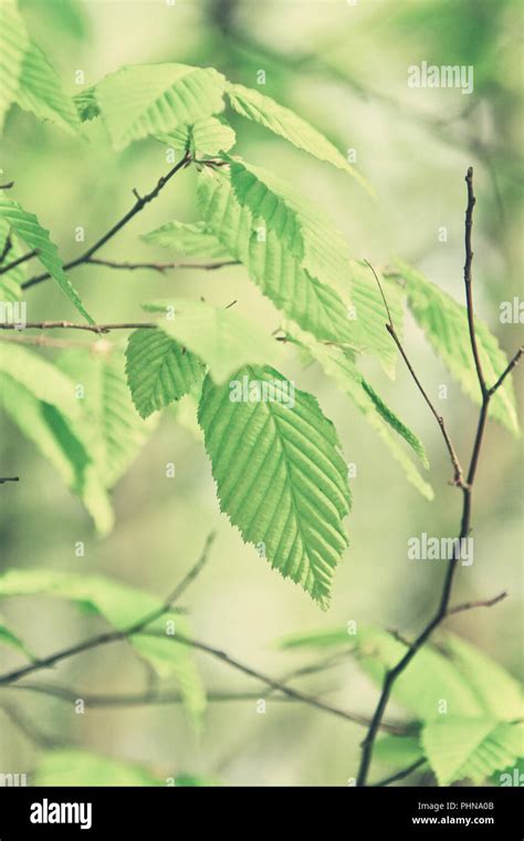 Image result for Hazelnut Tree Branch