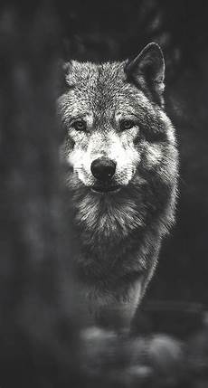 Wolf Wallpaper Sketch by Wolf Iphone Wallpapers Top Free Wolf Iphone Backgrounds Wolf Wallpaper Sketch