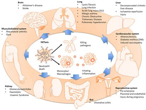 Neutrophils and the Systemic Inflammatory Response Syndrome (SIRS)