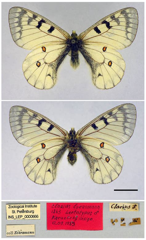 Taxonomic Structure and Wing Pattern Evolution in the Parnassius ...