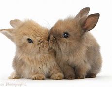 Image result for Cute Baby Bunnies Kissing