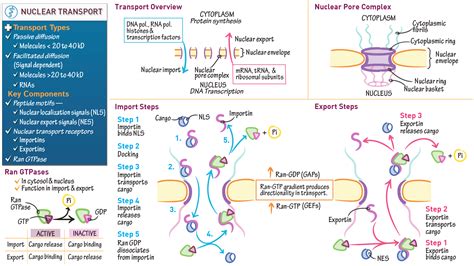Cell Biology: Nuclear Transport | ditki medical & biological sciences