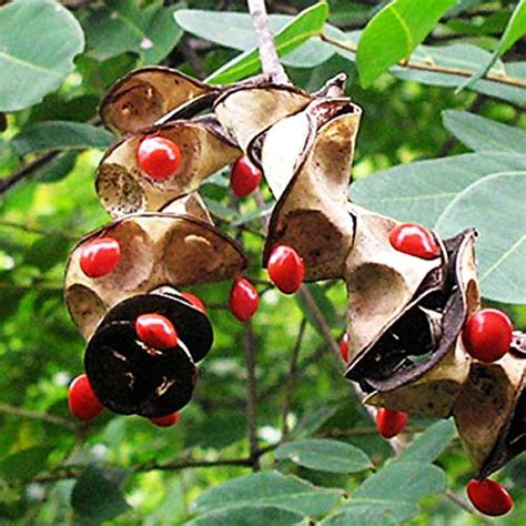 SHOP 360 GARDEN Adenanthera Pavonina, Red Lucky Seeds, Red Sandalwood ...