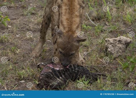 Python Eats Hyena 的图像结果
