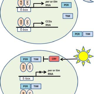 Image result for Cell Graphical Abstract Feedback Loop