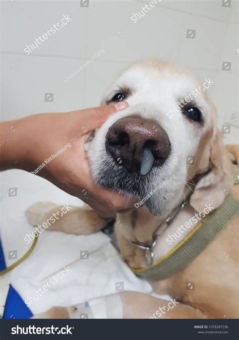 Do Dogs Get Snot at Scott Drain blog