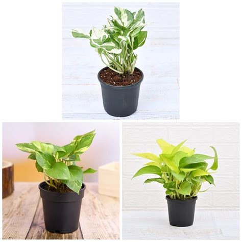 Buy Money Plant, Scindapsus ( Pack of 3) - Plant online from ...