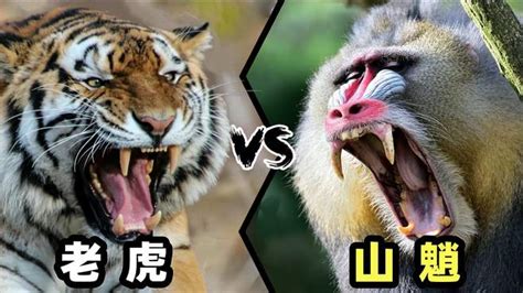 老虎和熊,老虎vs棕熊,老虎和棕熊_大山谷图库