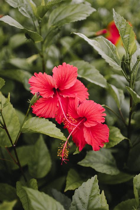 Hibiscus plant Farm in india » Amra Farms