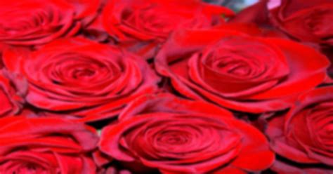 Obituary | Rose Seder of Frankenmuth, Michigan | Cederberg Funeral Home ...