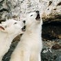 Image result for Cute White Seal Pups