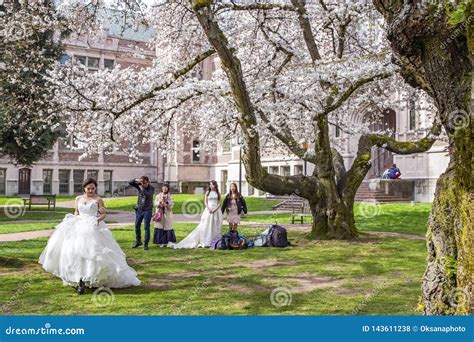 Popular Cherry Blossoms Photography Spot at the UW Campus in Seattle ...