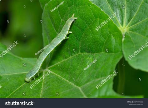 Cabbage Looper Caterpillar Close Near Pune Stock Photo 1379099690 ...