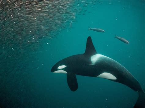 Orca Whales Dolphins Sharks