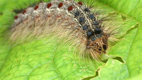 Image result for Gypsy Moth
